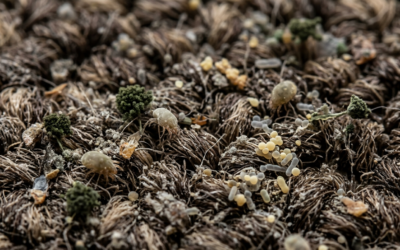 The Hidden Health Risks Lurking in Your Carpets